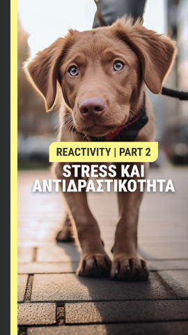 Στρές και αντιδραστικότητα