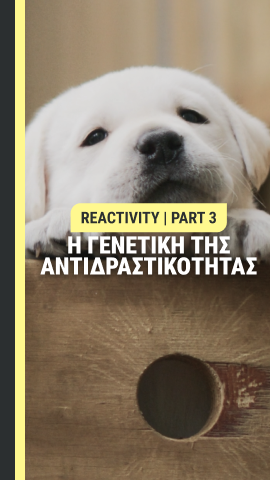 Η γενετική της αντιδραστικότητας